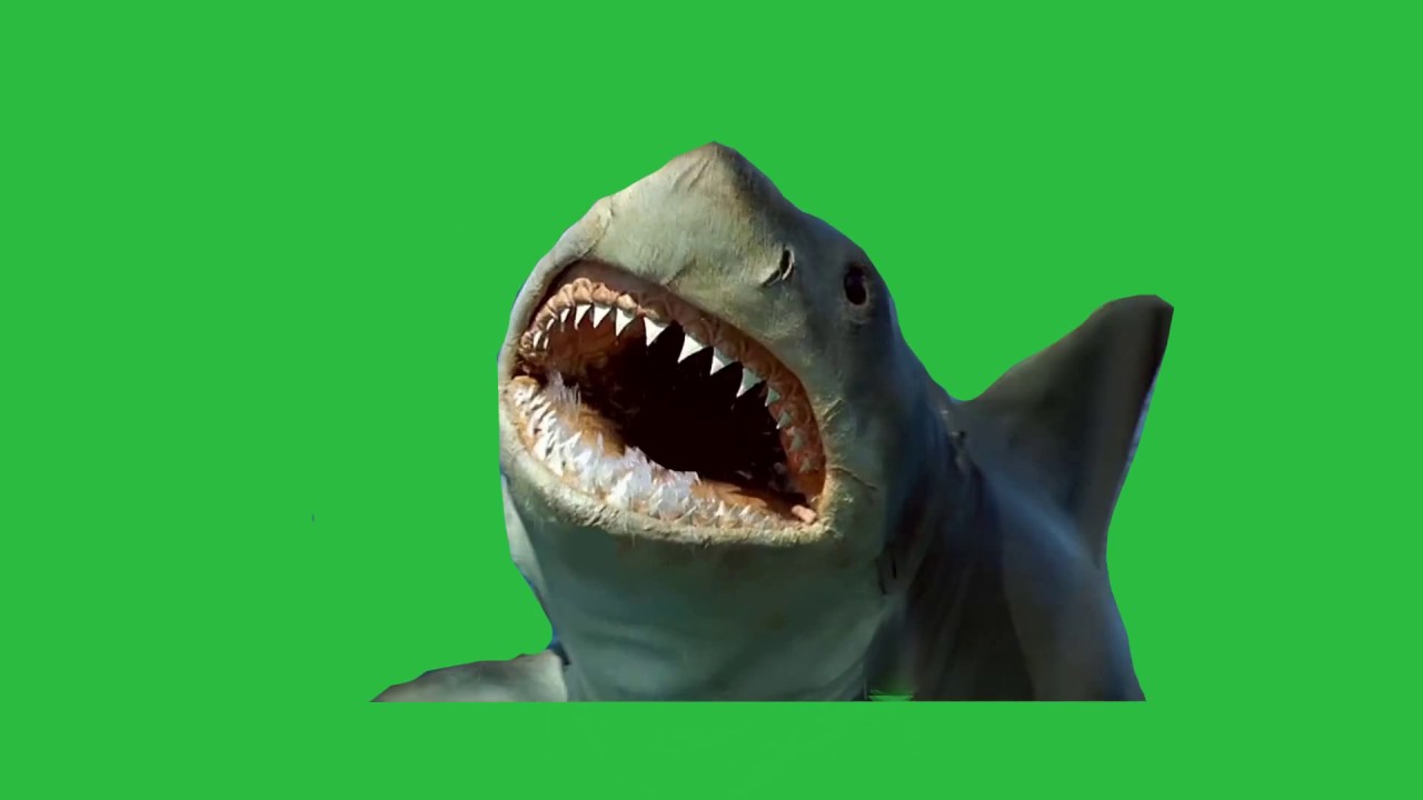 Card Shark image